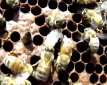 Api su un favo di covata che aprono le celle una a una e portano fuori le pupe malate